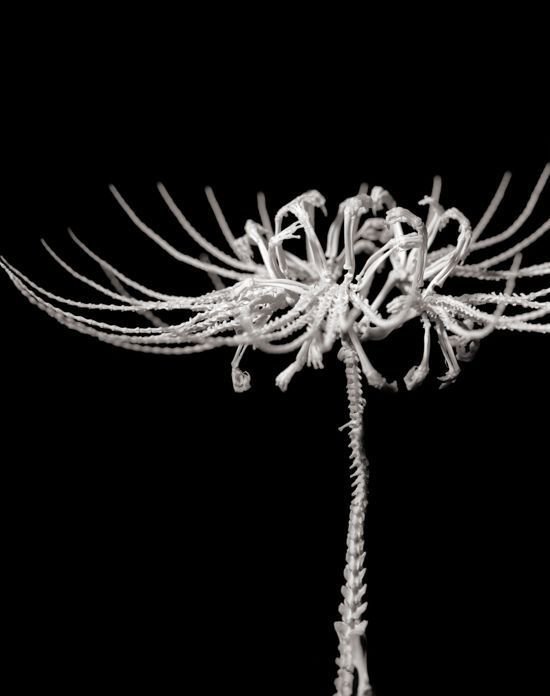 白骨的芳华——动物的骨骼再创作的花