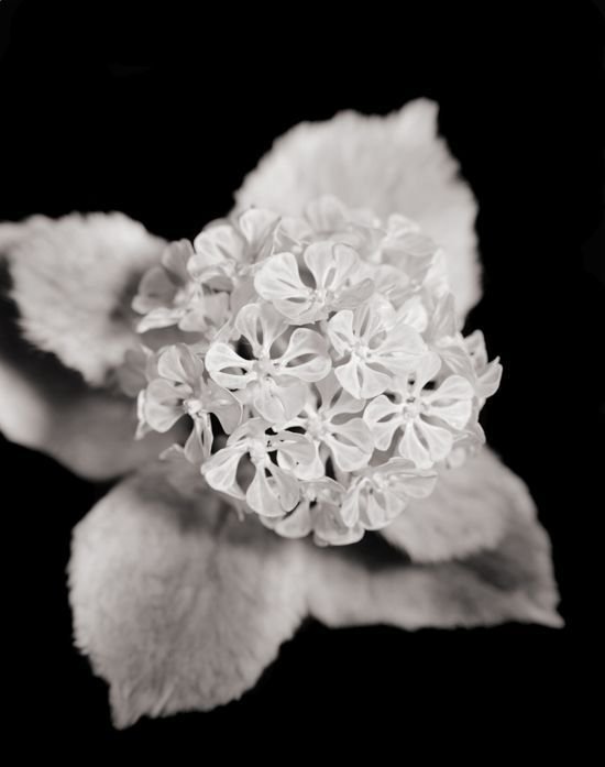 白骨的芳华——动物的骨骼再创作的花
