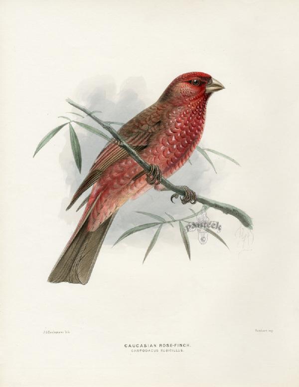 珍藏：1871年出版的欧洲禽鸟纪实绘本