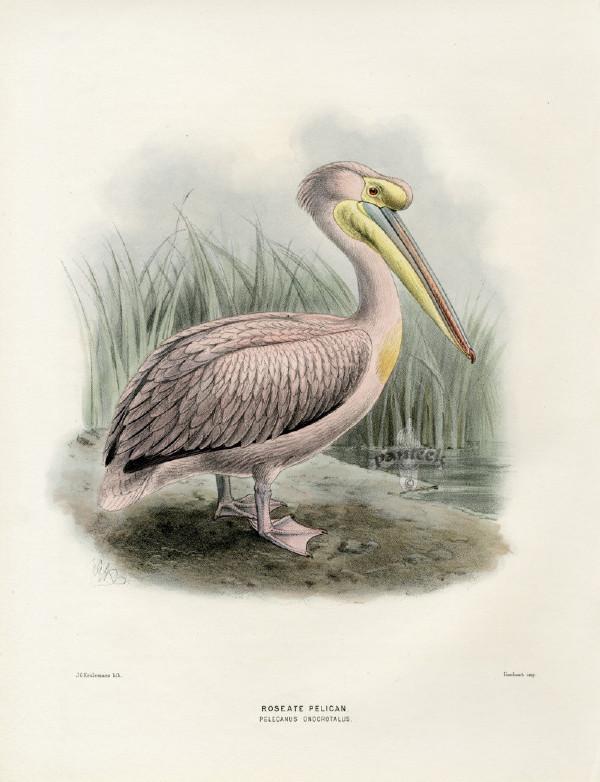 珍藏：1871年出版的欧洲禽鸟纪实绘本