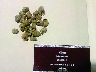 6000年前的螺蛳。