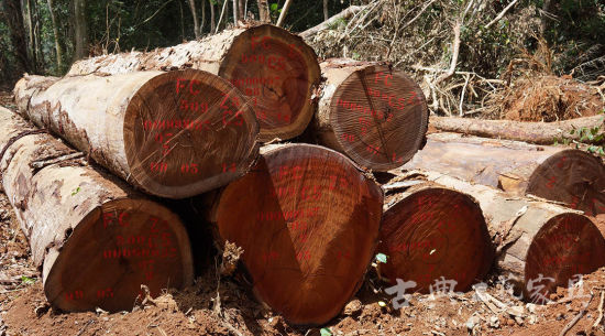 标有记号的非洲红木堆放在一起（摄影：李国新）