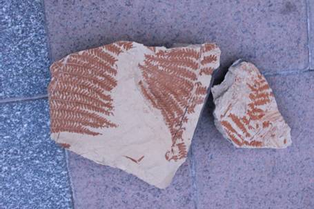 新疆吐鲁番鄯善县沙尔湖发现大量蕨类植物化石