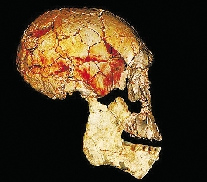 科学家非洲考古确认新人种：脑袋大而长面部扁平