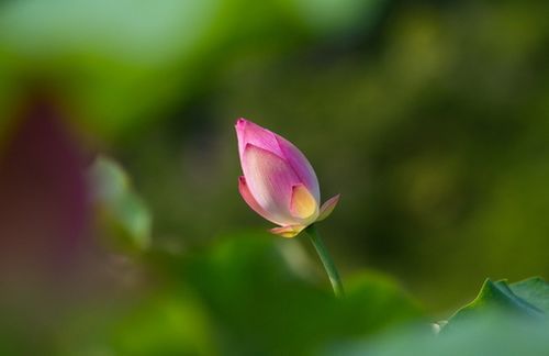 飘逸的荷花.