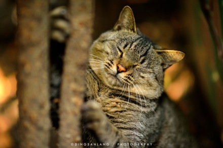 猫的国专访摄影师丁三郎