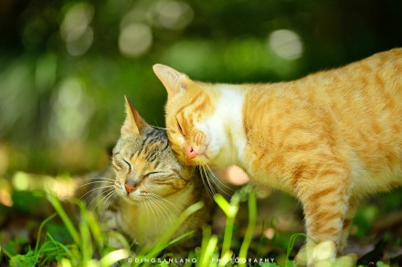 猫的国专访摄影师丁三郎