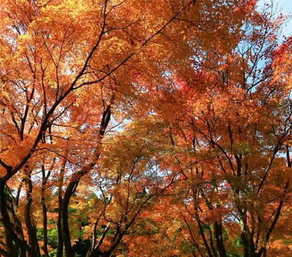 【暮秋，枫叶正红时】一重山，两重山， 山远天高烟水寒， 相思枫叶丹。