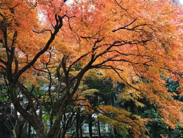 【暮秋，枫叶正红时】一重山，两重山， 山远天高烟水寒， 相思枫叶丹。