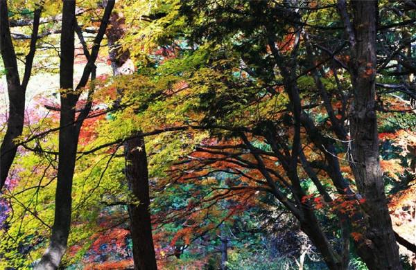 【暮秋，枫叶正红时】一重山，两重山， 山远天高烟水寒， 相思枫叶丹。