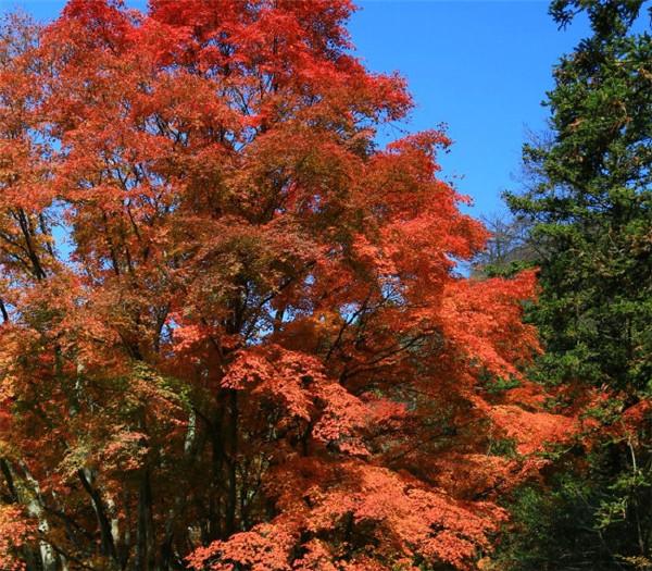 【暮秋，枫叶正红时】一重山，两重山， 山远天高烟水寒， 相思枫叶丹。