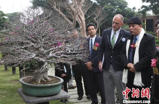 吉尼斯世界纪录认证师Jonh Garland在“柏泰园”现场清点鉴定申请吉尼斯世界纪录的珍稀盆栽树。 路梅 摄