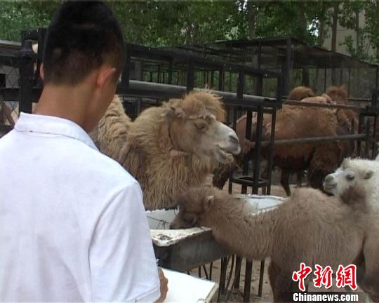 郑州一美术学院建动物写生园供学生写生引热议