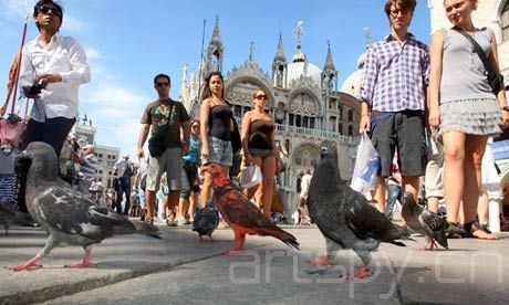 威尼斯彩色鸽子惹争议