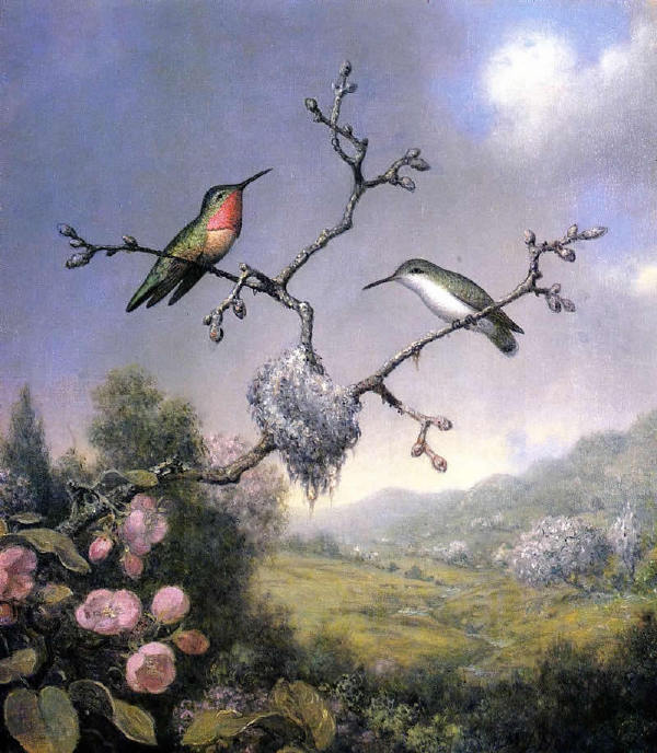 【油画】美国MartinJohnsonHeade《花香鸟语》