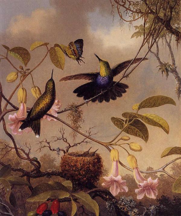 【油画】美国MartinJohnsonHeade《花香鸟语》