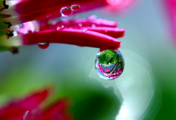 美艳欲滴水中花！真正美极~