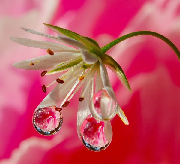 美艳欲滴水中花！真正美极~