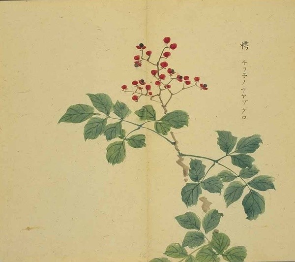 (组图)日本水彩绘画:诗经植物物图解