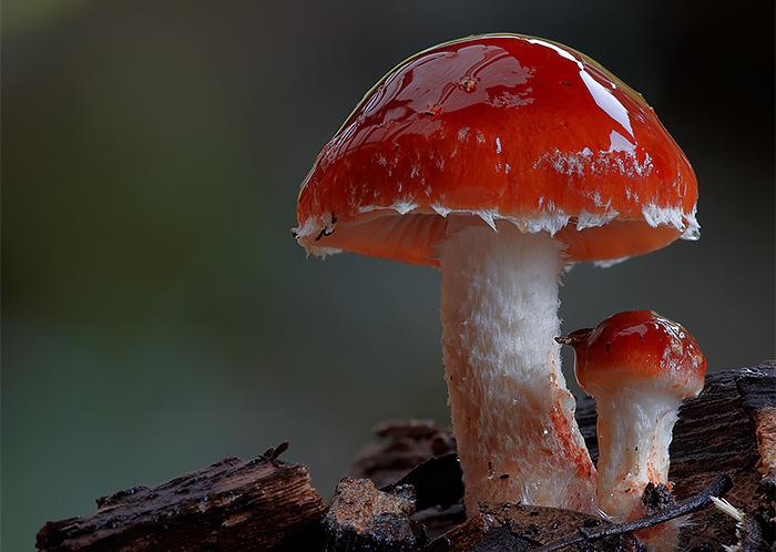 居住在澳大利亚北部的河流地区,靠近一个面积巨大的热带雨林,因此他