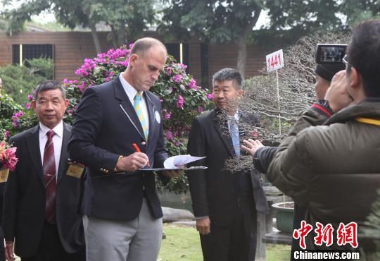 吉尼斯世界纪录认证师Jonh Garland在“柏泰园”现场清点鉴定申请吉尼斯世界纪录的珍稀盆栽树。 路梅 摄