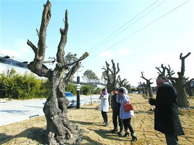 游客参观石湖荡镇古枣树生态基地。　蔡斌 摄