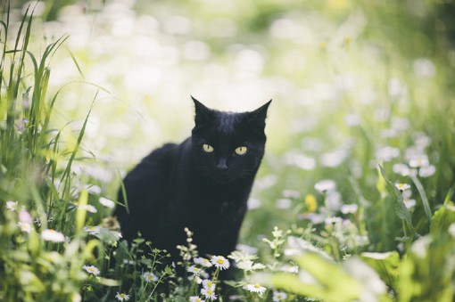 摄影师Elena Morelli的黑猫摄影图片