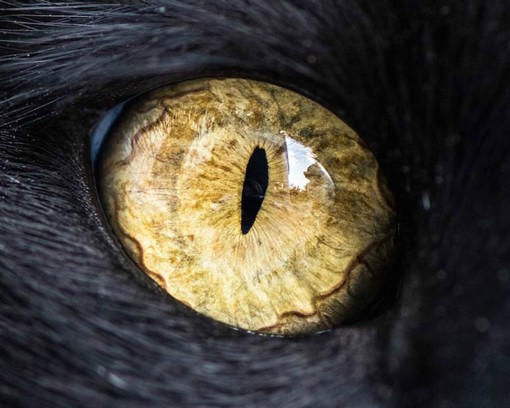 摄影师Andrew Marttila拍摄的猫咪的眼睛摄影