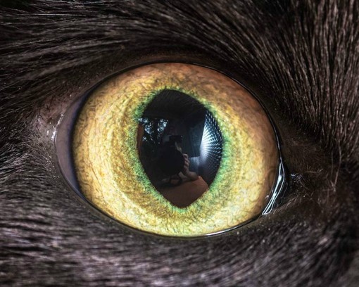 摄影师Andrew Marttila拍摄的猫咪的眼睛摄影