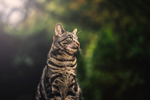 摄影师Felicity Berkleef清新大气的猫咪摄影