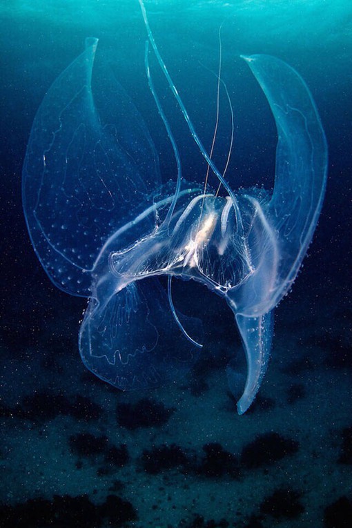 海底的蓝色精灵水母的唯美水下摄影