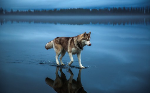 行走在结冰的湖面上的狗狗动物摄影图片