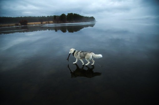 行走在结冰的湖面上的狗狗动物摄影图片