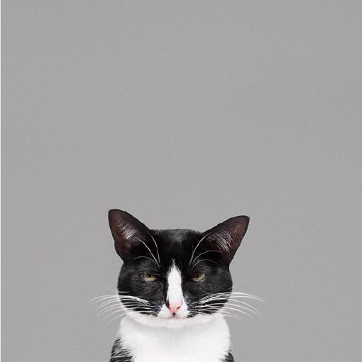 无厘头又可爱的黑白宠物猫咪摄影图片