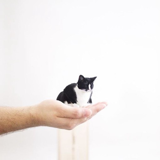 无厘头又可爱的黑白宠物猫咪摄影图片