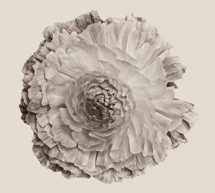 唯美黑白花朵花卉摄影图片