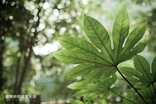 摄影师lucy的自然植物类生态摄影