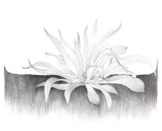 黄园原《龙舌兰 Century Plant》纸本铅笔 Pencil on paper 58x84cm 2013