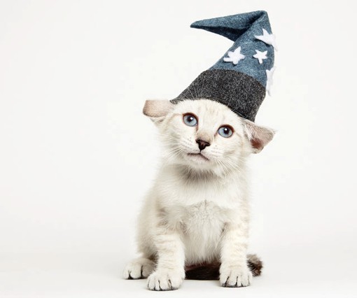 戴着帽子的时尚猫咪_创意动物摄影