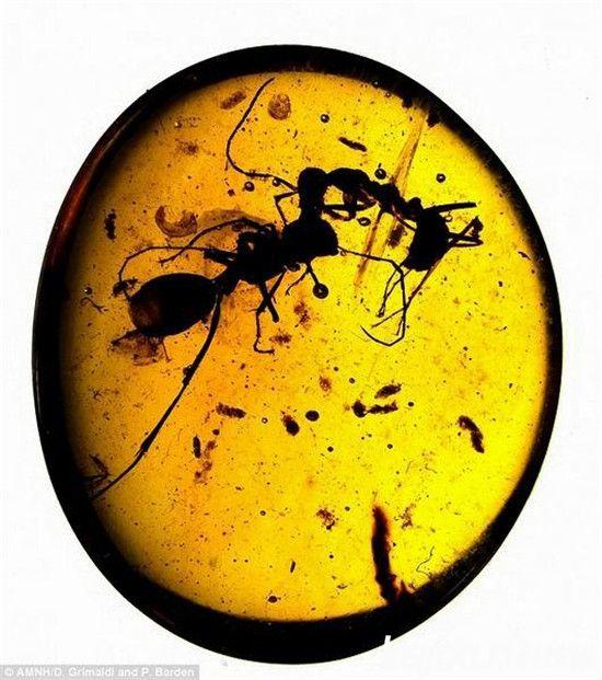 奇异琥珀化石意外记录一亿年前两只蚂蚁搏斗场景组图