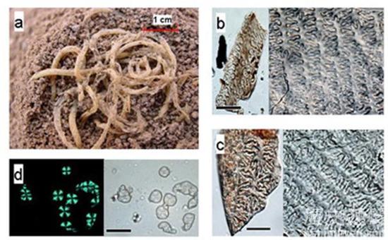 一碗面条因地震保存4000年