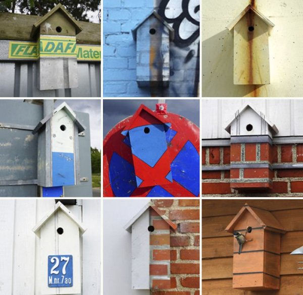 艺术家周游世界，为都市鸟儿筑巢