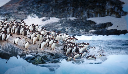 摄影师David Merron的极地小企鹅摄影作品