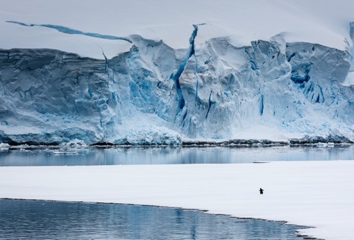 摄影师David Merron的极地小企鹅摄影作品