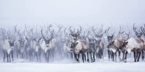 自然摄影师Nicolas Dory拍摄迁徙的驯鹿摄影
