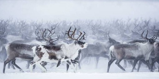 自然摄影师Nicolas Dory拍摄迁徙的驯鹿摄影