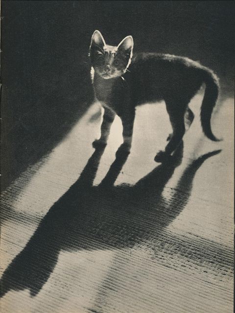 摄影师Edward Quigley的猫咪写真复古摄影