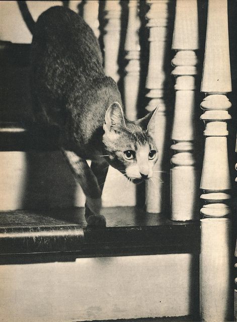 摄影师Edward Quigley的猫咪写真复古摄影