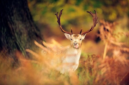 森林小鹿摄影图片