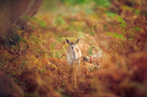 森林小鹿摄影图片